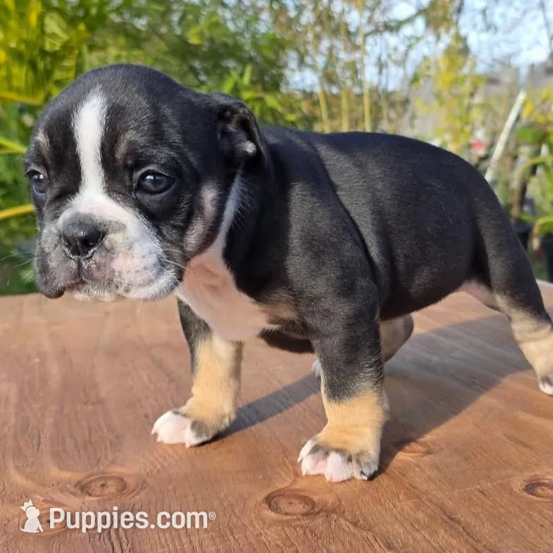 Black female trindle, a female Olde English Bulldogge for sale in Turlock, CA – Photo 2 of 6