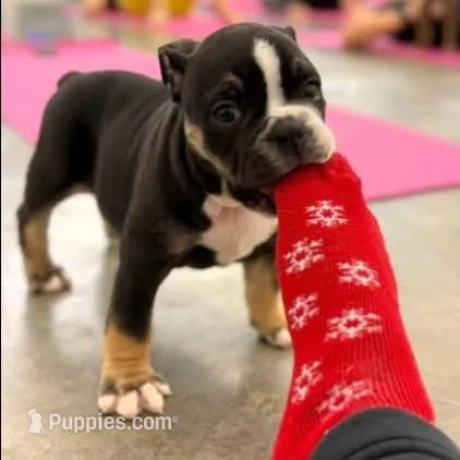 Black female trindle