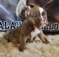 Chocolate brindle male, a male Olde English Bulldogge for sale in Turlock, CA – Photo 3 of 6