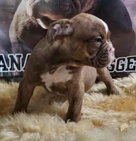 Chocolate brindle male, a male Olde English Bulldogge for sale in Turlock, CA – Photo 5 of 6