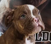 Chocolate brindle male, a male Olde English Bulldogge for sale in Turlock, CA – Photo 2 of 6