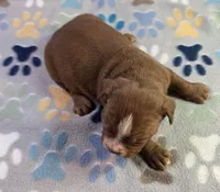 Chocolate male 1, a male Olde English Bulldogge for sale in Turlock, CA – Photo 3 of 3