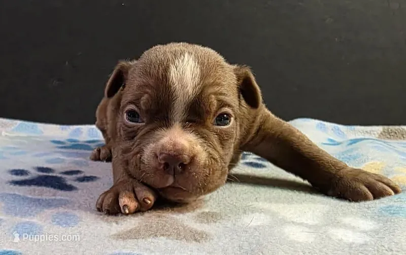 Chocolate male 1 – Olde English Bulldogge puppy for sale in Turlock, CA