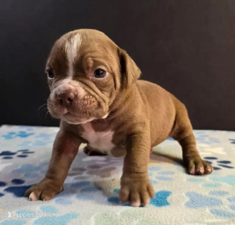 Chocolate male 1 – Olde English Bulldogge puppy for sale in Turlock, CA