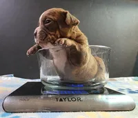 Chocolate male 1, a male Olde English Bulldogge for sale in Turlock, CA – Photo 2 of 3