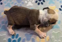 Sable ticked male, a male Olde English Bulldogge for sale in Turlock, CA – Photo 4 of 6