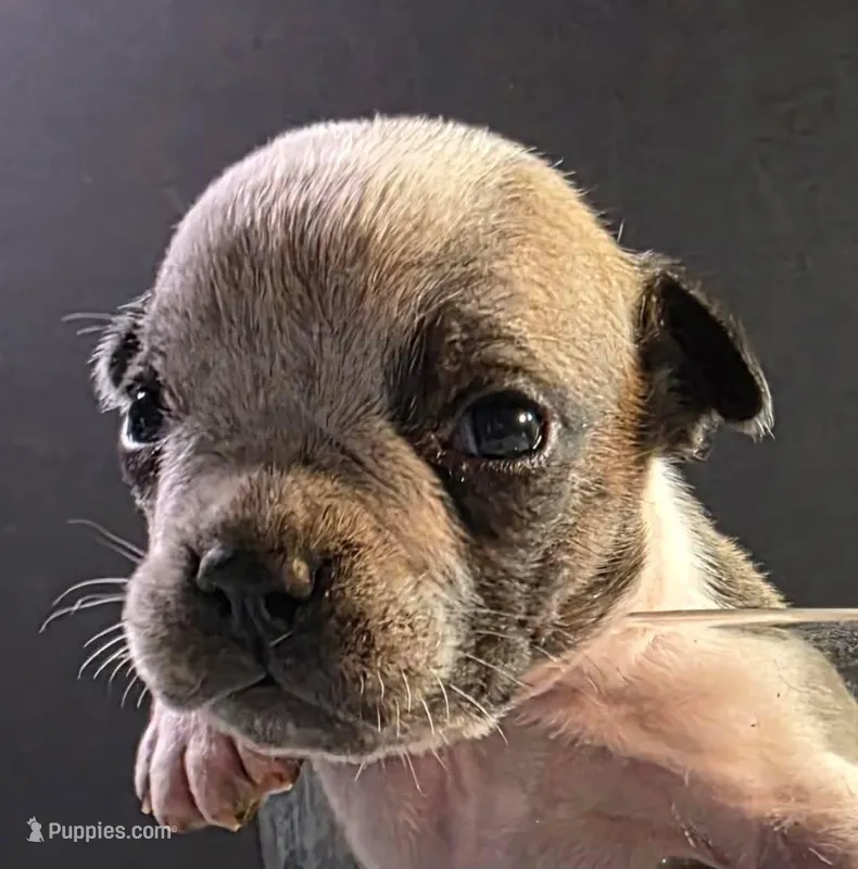 Sable ticked male – Olde English Bulldogge puppy for sale in Turlock, CA