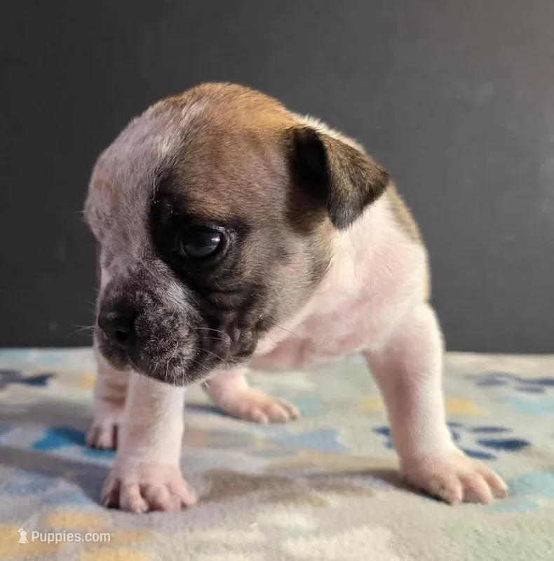 Sable ticked male – Olde English Bulldogge puppy for sale in Turlock, CA