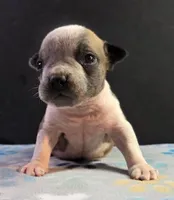 Sable ticked male, a male Olde English Bulldogge for sale in Turlock, CA – Photo 1 of 6