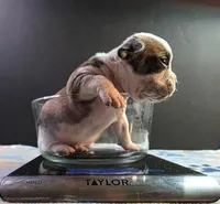 Sable ticked male, a male Olde English Bulldogge for sale in Turlock, CA – Photo 3 of 6