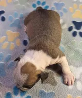 Sable ticked male, a male Olde English Bulldogge for sale in Turlock, CA – Photo 5 of 6