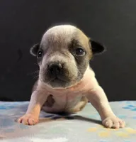 Sable ticked male, a male Olde English Bulldogge for sale in Turlock, CA – Photo 6 of 6