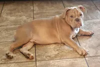 Lilac fawn, a male Olde English Bulldogge for sale in Turlock, CA – Photo 5 of 10