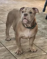 Lilac fawn, a male Olde English Bulldogge for sale in Turlock, CA – Photo 3 of 10