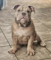 Lilac fawn, a male Olde English Bulldogge for sale in Turlock, CA – Photo 2 of 10