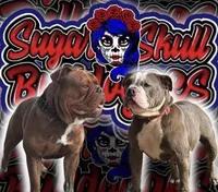 Lilac fawn, a male Olde English Bulldogge for sale in Turlock, CA – Photo 10 of 10