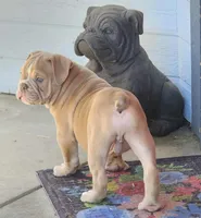 Lilac fawn, a male Olde English Bulldogge for sale in Turlock, CA – Photo 9 of 10