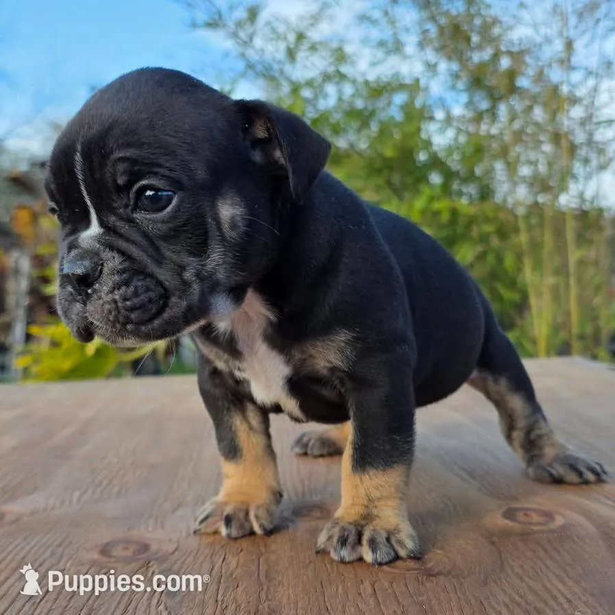 Black female tri, a female Olde English Bulldogge for sale in Turlock, CA – Photo 2 of 6