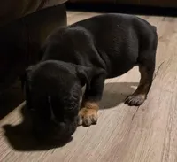 Black female tri, a female Olde English Bulldogge for sale in Turlock, CA – Photo 4 of 6