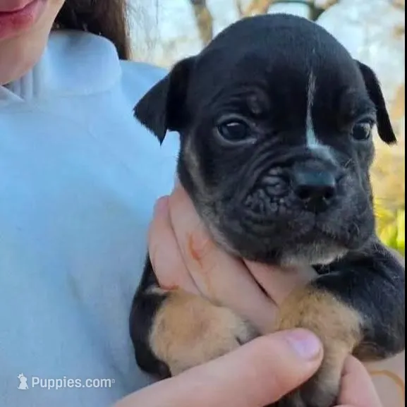 Black female tri, a female Olde English Bulldogge for sale in Turlock, CA – Photo 3 of 6
