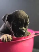 Black female tri, a female Olde English Bulldogge for sale in Turlock, CA – Photo 1 of 6