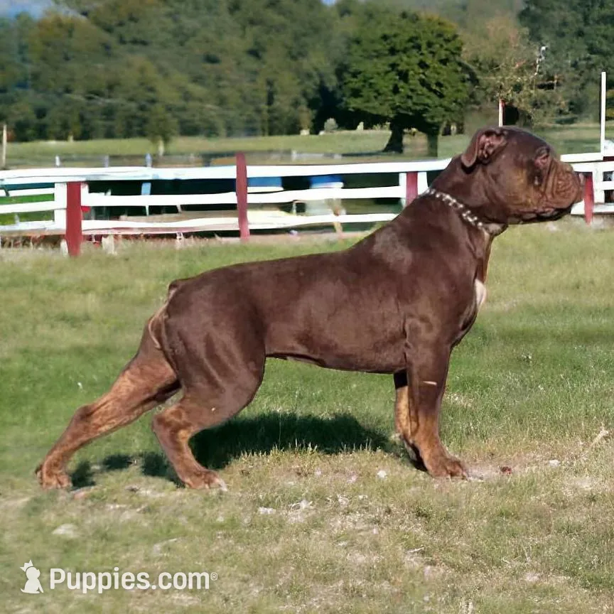 Black female tri, a female Olde English Bulldogge for sale in Turlock, CA – Photo 6 of 6