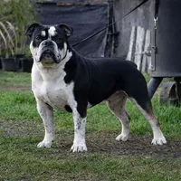 Black female tri, a female Olde English Bulldogge for sale in Turlock, CA – Photo 5 of 6