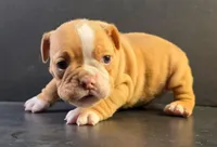 Male fawn 1, a male Olde English Bulldogge for sale in Turlock, CA – Photo 2 of 3