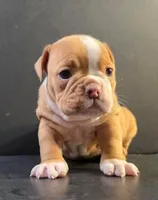 Male fawn 1, a male Olde English Bulldogge for sale in Turlock, CA – Photo 1 of 3