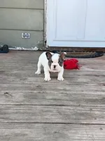 Rocky (Pending), a male French Bulldog for sale in Glencoe, MN – Photo 3 of 5