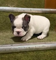Rocky, a male French Bulldog for sale in Glencoe, MN – Photo 1 of 4