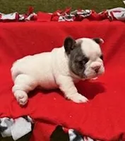 Rocky, a male French Bulldog for sale in Glencoe, MN – Photo 2 of 4