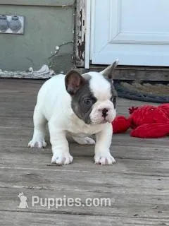 Rocky – French Bulldog puppy for sale in Glencoe, MN