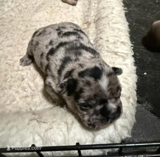 Flash – French Bulldog puppy for sale in Glencoe, MN
