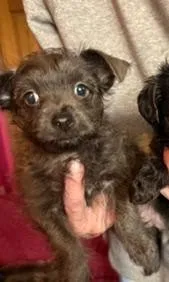 Elsa – Yorkipoo puppy for sale in Glencoe, MN