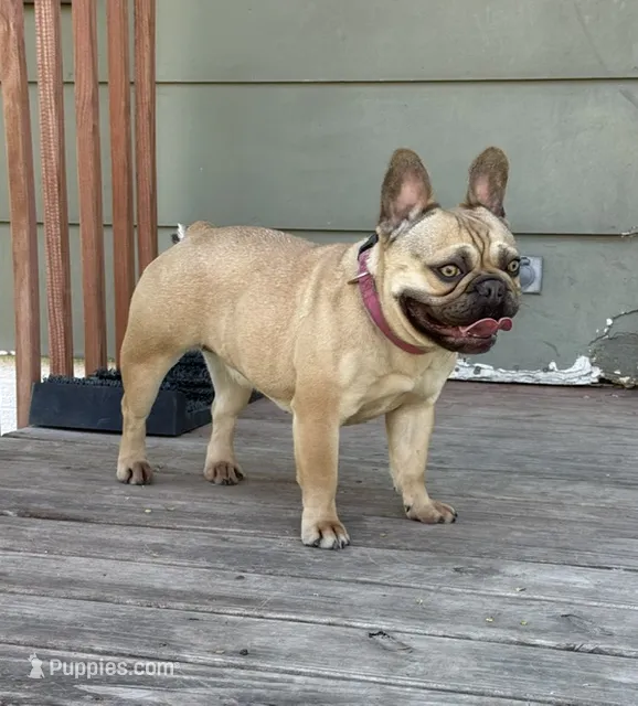 Carmel – French Bulldog puppy for sale in Glencoe, MN