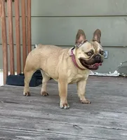 Carmel, a female French Bulldog for sale in Glencoe, MN – 1 of 6