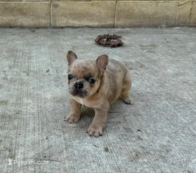 Stoney – French Bulldog puppy for sale in Glencoe, MN