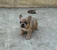 Stoney AKC, a male French Bulldog for sale in Glencoe, MN – 1 of 4