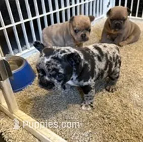 Flash – French Bulldog puppy for sale in Glencoe, MN