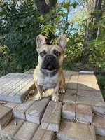 Carmel, a female French Bulldog for sale in Glencoe, MN – 5 of 6