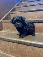 Boston , a female Yorkipoo for sale in Glencoe, MN – 2 of 3