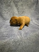 Blue Fawn, a female French Bulldog for sale in Glencoe, MN – 3 of 5