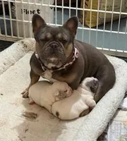 Rocky, a male French Bulldog for sale in Glencoe, MN – Photo 3 of 4