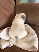 Rocky, a male French Bulldog for sale in Glencoe, MN – Photo 2 of 4