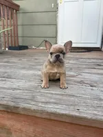 Blue Fawn Merle, a male French Bulldog for sale in Glencoe, MN – 3 of 8