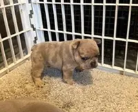 Stoney AKC, a male French Bulldog for sale in Glencoe, MN – 2 of 4
