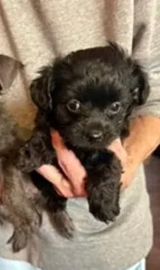 Tiny – Yorkipoo puppy for sale in Glencoe, MN