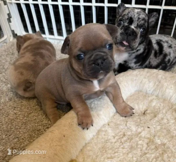 Blue Fawn – French Bulldog puppy for sale in Glencoe, MN