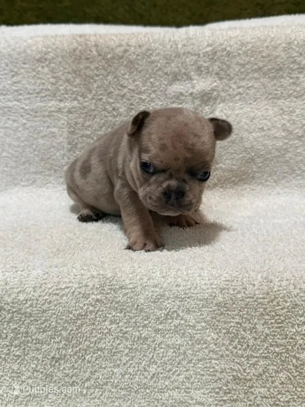 Stoney – French Bulldog puppy for sale in Glencoe, MN